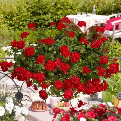 Ivy Leaf Geranium Sunflair Paula Red 10.5cm Ivy Leaf Geranium Sunflair Paula Red 10.5cm