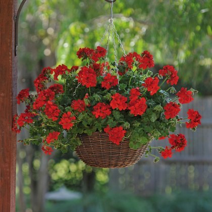Ivy Leaf Geranium Sunflair Ruben Dark Red 10.5cm Ivy Leaf Geranium Sunflair Ruben Dark Red 10.5cm