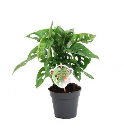 Monstera obliqua Monkey Leaf’ 12 cm