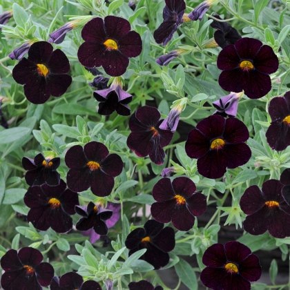 Calibrachoa Can-Can Black Cherry 9cm/10cm Calibrachoa Can-Can Black Cherry 9cm/10cm