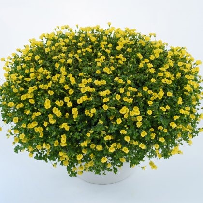 Bacopa Mecardonia Garden Freckles 9cm/10cm Bacopa Mecardonia Garden Freckles 9cm/10cm