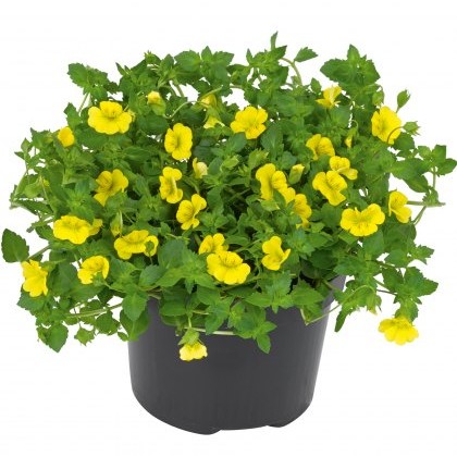 Bacopa Mecardonia Garden Freckles 9cm/10cm Bacopa Mecardonia Garden Freckles 9cm/10cm
