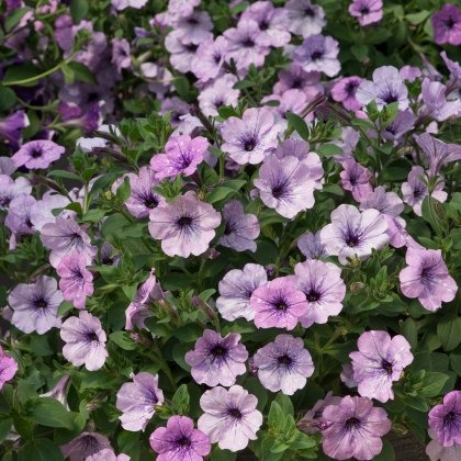 Petunia Lavender Sky 9cm/10cm Petunia Lavender Sky 9cm/10cm