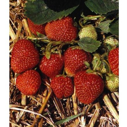 Strawberry Honeoye 8.5cm/9cm Strawberry Honeoye 8.5cm/9cm