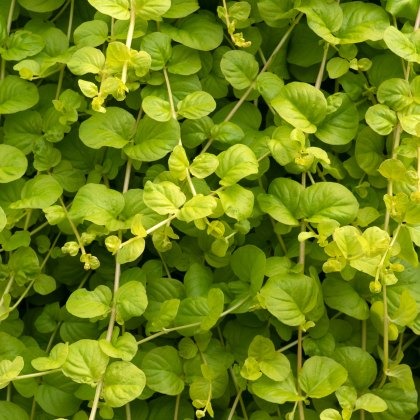 Lysimachia nummularia Goldilocks 9cm/10cm Lysimachia nummularia Goldilocks 9cm/10cm