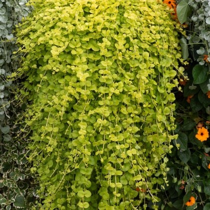 Lysimachia nummularia Goldilocks 9cm/10cm Lysimachia nummularia Goldilocks 9cm/10cm