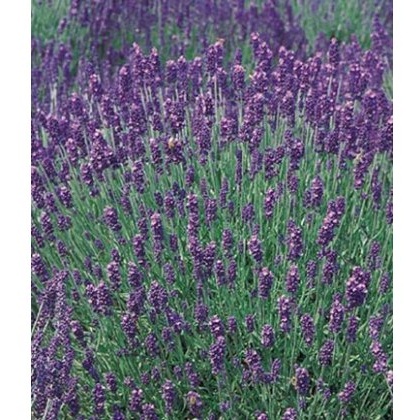 HERB Lavender - Hidcote 8.5/9cm HERB Lavender - Hidcote 8.5/9cm