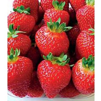 Strawberry Albion 8.5cm/9cm Strawberry Albion 8.5cm/9cm