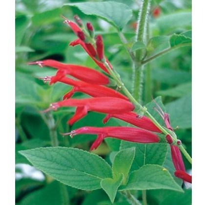 HERB Sage - Pineapple 9cm HERB Sage - Pineapple 9cm