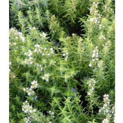 HERB Savory - Winter 9cm
