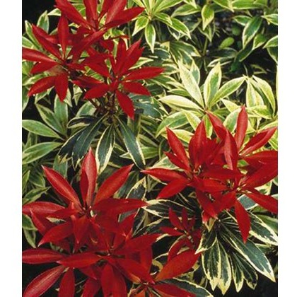 Pieris Flaming Silver 3L Pieris Flaming Silver 3L