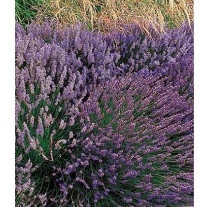 HERB Lavender - Grosso 9cm HERB Lavender - Grosso 9cm