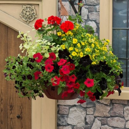 Hanging Basket Brilliant Bling 30cm Hanging Basket Brilliant Bling 30cm