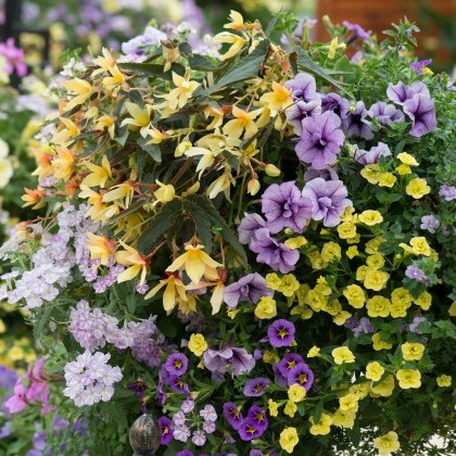 Hanging Basket Hit Refresh 30cm Hanging Basket Hit Refresh 30cm