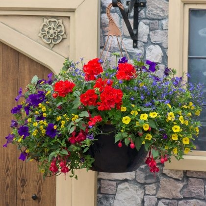 Hanging Basket Primary Fun 30cm Hanging Basket Primary Fun 30cm