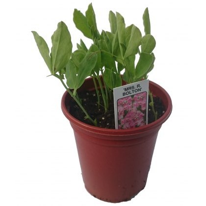 SWEET PEA Mrs R Bolton 8.5/9cm