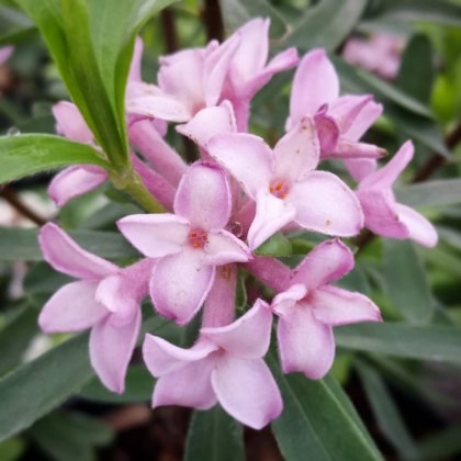 Daphne x transatlantica Pink Fragrance 2L Daphne x transatlantica Pink Fragrance 2L