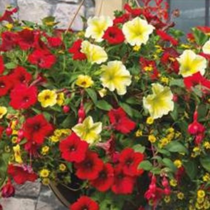 Hanging Basket Heat Wave 30cm Hanging Basket Heat Wave 30cm