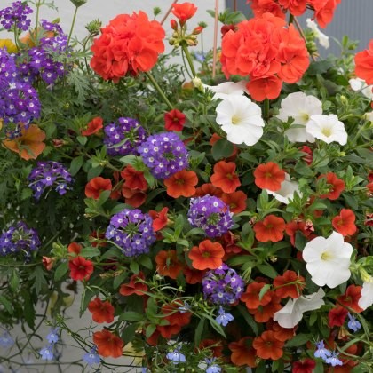 Hanging Basket Tangerine Twist 30cm Hanging Basket Tangerine Twist 30cm