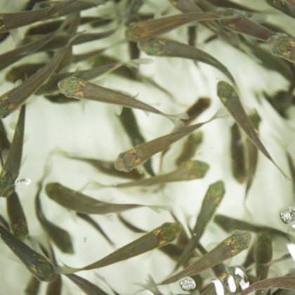 Carp Grass 3-4