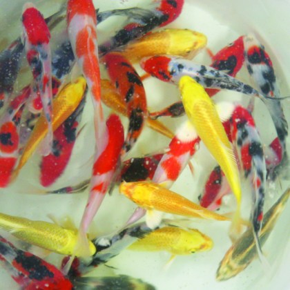 Koi Classic Selected