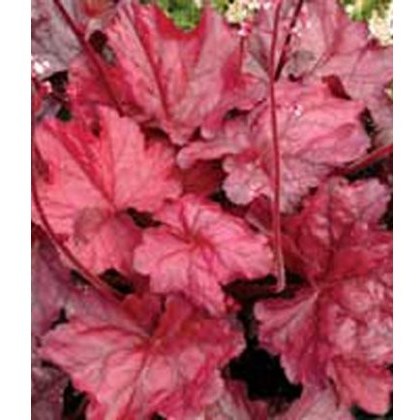 Heuchera Fire Chief 2L Heuchera Fire Chief 2L