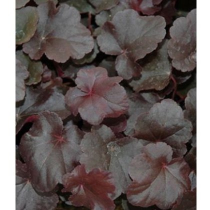Heuchera Obsidian 2L Heuchera Obsidian 2L