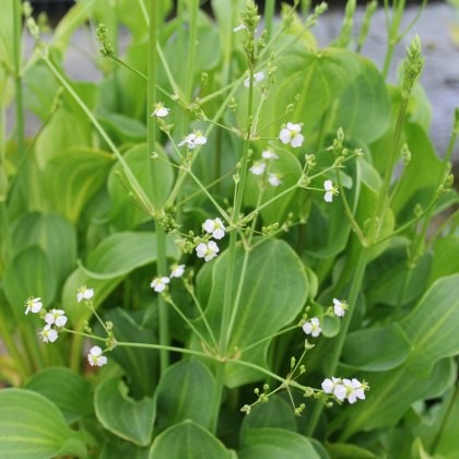 MARGINAL - Alisma parviflorum 1L MARGINAL - Alisma parviflorum 1L