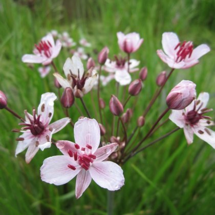 MARGINAL - Butomus umbellatus 1L MARGINAL - Butomus umbellatus 1L