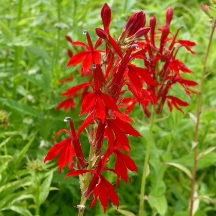 MARGINAL - Lobelia cardinalis 1L MARGINAL - Lobelia cardinalis 1L