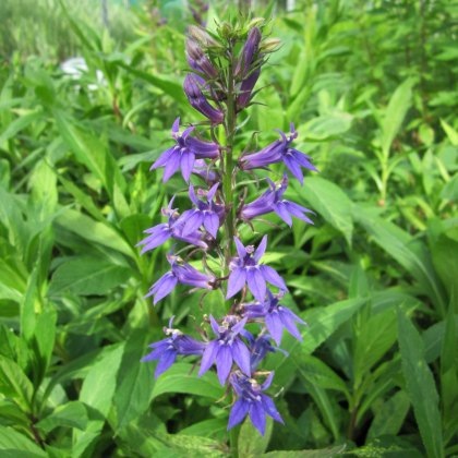 MARGINAL - Lobelia siphilitica 1L MARGINAL - Lobelia siphilitica 1L