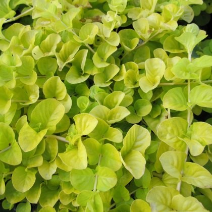 MARGINAL - Lysimachia nummularia aurea 1L MARGINAL - Lysimachia nummularia aurea 1L