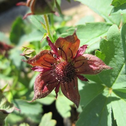 MARGINAL - Potentilla palustris 1L MARGINAL - Potentilla palustris 1L