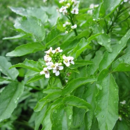 MARGINAL - Rorippa nasturtium aquaticum 1L MARGINAL - Rorippa nasturtium aquaticum 1L