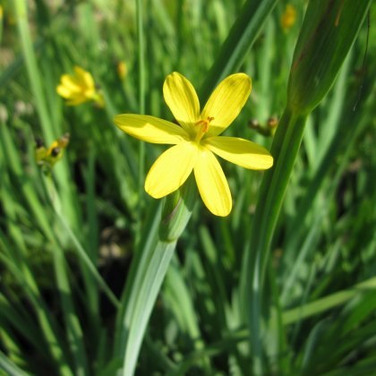 MARGINAL - Sisyrinchium californicum 1L MARGINAL - Sisyrinchium californicum 1L