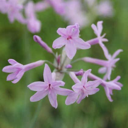 MARGINAL - Tulbaghia violacea 1L MARGINAL - Tulbaghia violacea 1L