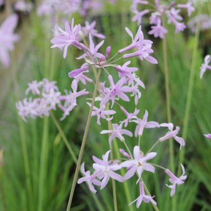 MARGINAL - Tulbaghia violacea 1L MARGINAL - Tulbaghia violacea 1L