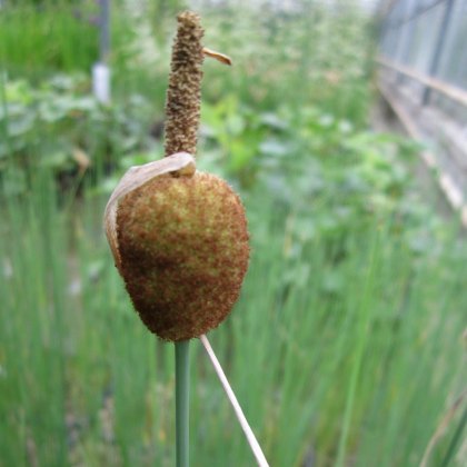 MARGINAL - Typha minima MARGINAL - Typha minima