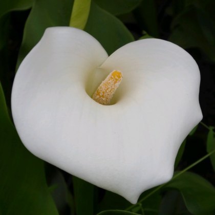 MARGINAL - Zantedeschia aethiopica Crowborough MARGINAL - Zantedeschia aethiopica Crowborough