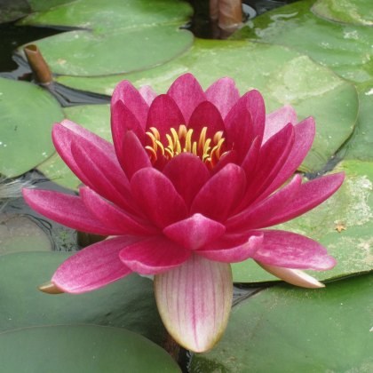 LILY (SMALL) - Nymphaea Perrys Baby Red 2L LILY (SMALL) - Nymphaea Perrys Baby Red 2L