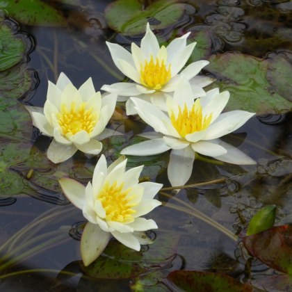 LILY (DWARF) - Nymphaea Pygmaea helvola 2L LILY (DWARF) - Nymphaea Pygmaea helvola 2L