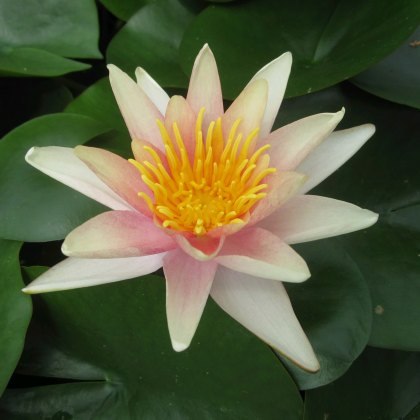 LILY (MEDIUM) - Nymphaea Sioux 3L LILY (MEDIUM) - Nymphaea Sioux 3L