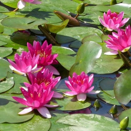 LILY (SMALL) - Nymphaea Xiafei 2L LILY (SMALL) - Nymphaea Xiafei 2L