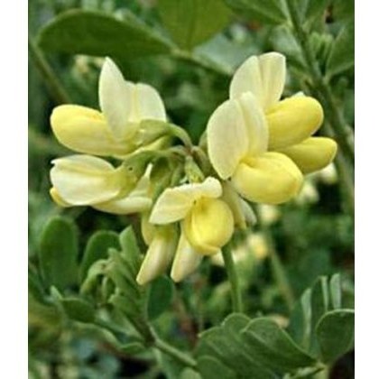 Coronilla valentina subsp. glauca Citrina 3L Coronilla valentina subsp. glauca Citrina 3L