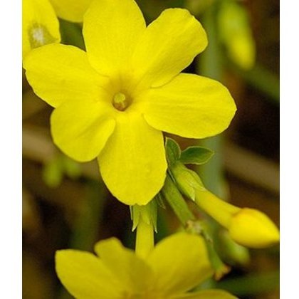Jasminum nudiflorum 3L