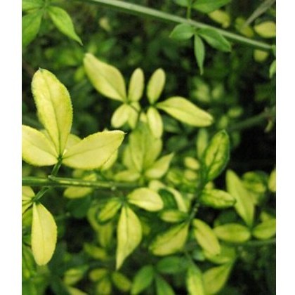 Jasminum nudiflorum Aureum 3L Jasminum nudiflorum Aureum 3L