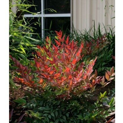 Nandina domestica Obsessed 2L Nandina domestica Obsessed 2L
