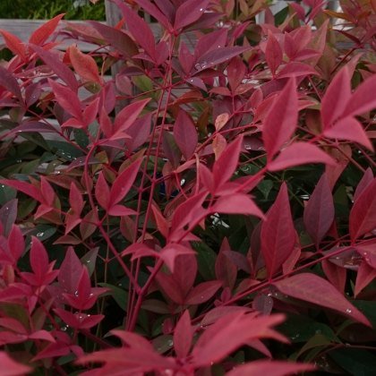 Nandina domestica Obsessed 2L Nandina domestica Obsessed 2L