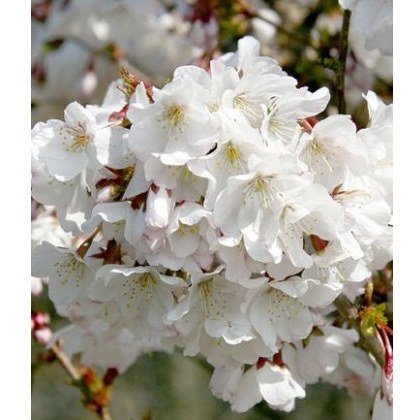Prunus nipponica var. kurilensis Brilliant 60cm STD 3L Prunus nipponica var. kurilensis Brilliant 60cm STD 3L