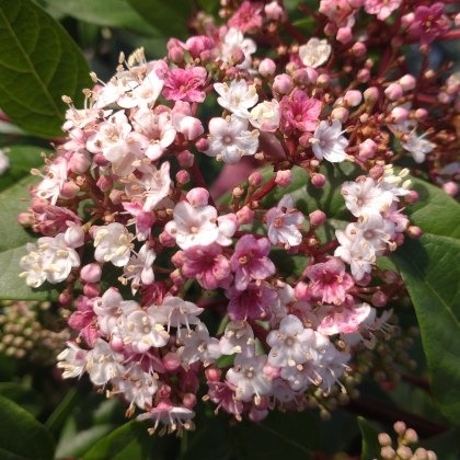 Viburnum tinus Spirit 4L Viburnum tinus Spirit 4L